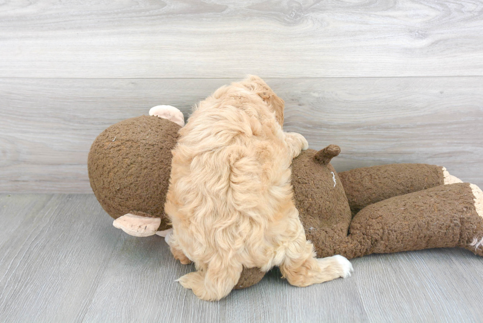 Fluffy Cavapoo Poodle Mix Pup