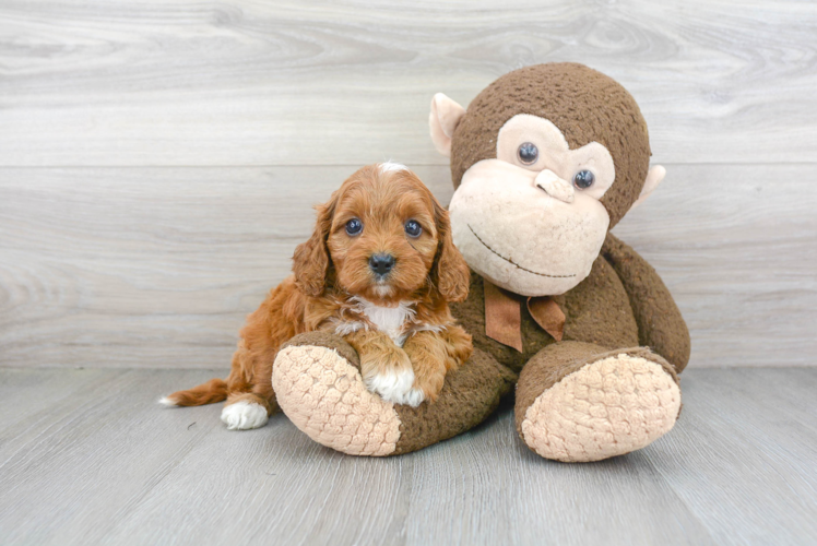 Cavapoo Puppy for Adoption