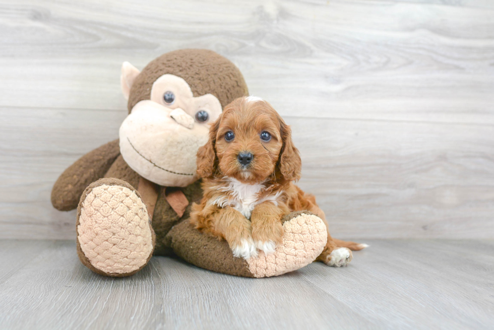 Cute Cavapoo Baby