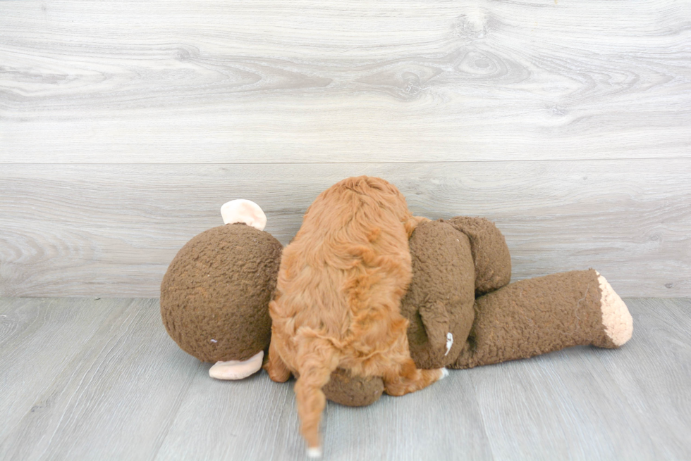 Energetic Cavoodle Poodle Mix Puppy