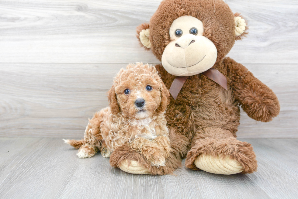 Cavapoo Pup Being Cute