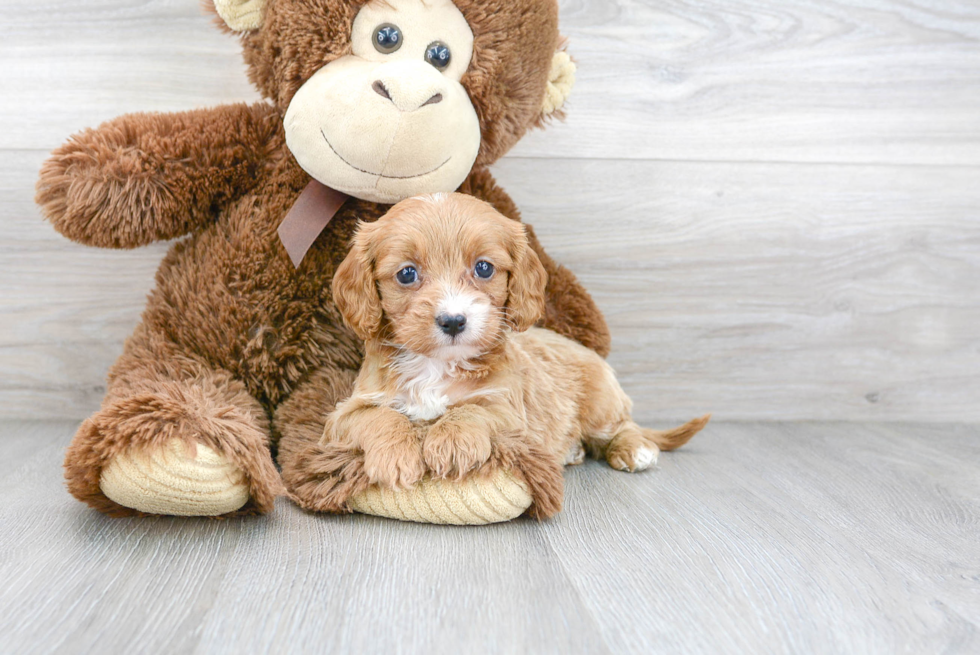 Cavapoo Pup Being Cute