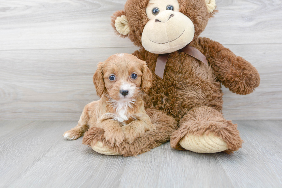 Cavapoo Puppy for Adoption