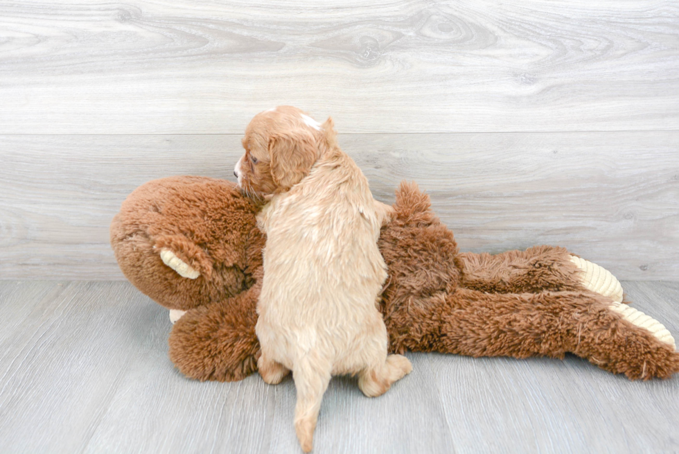 Cavapoo Pup Being Cute