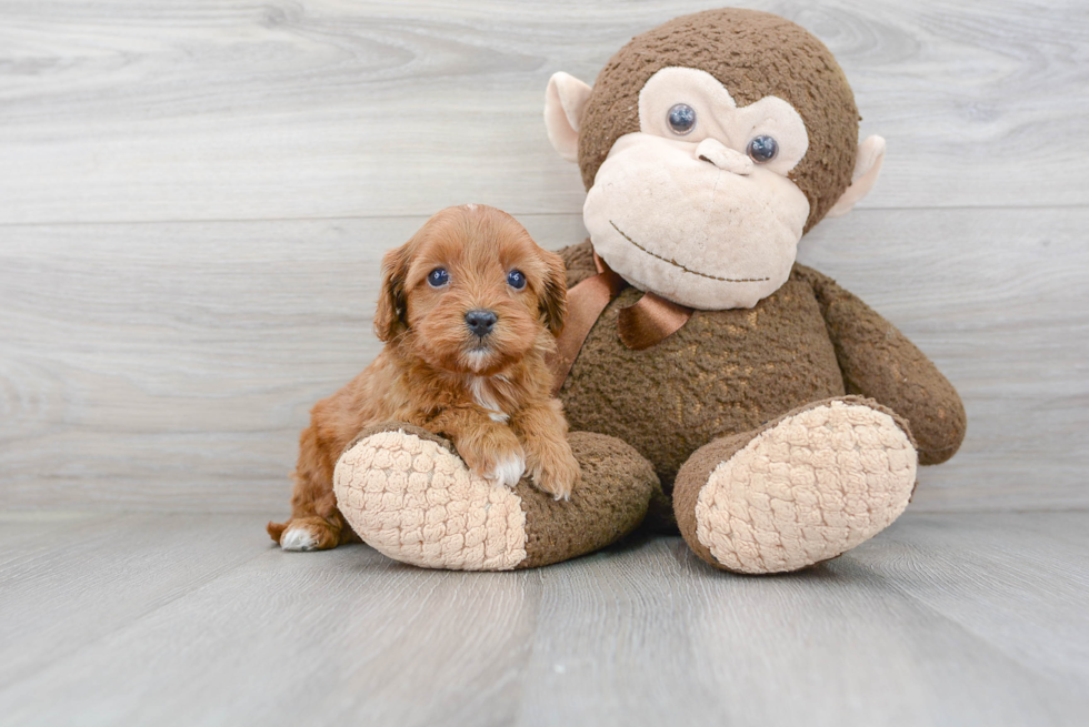 Cavapoo Pup Being Cute