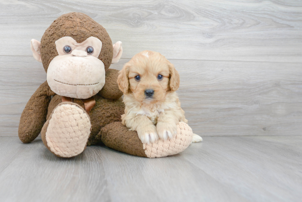 Cavapoo Puppy for Adoption