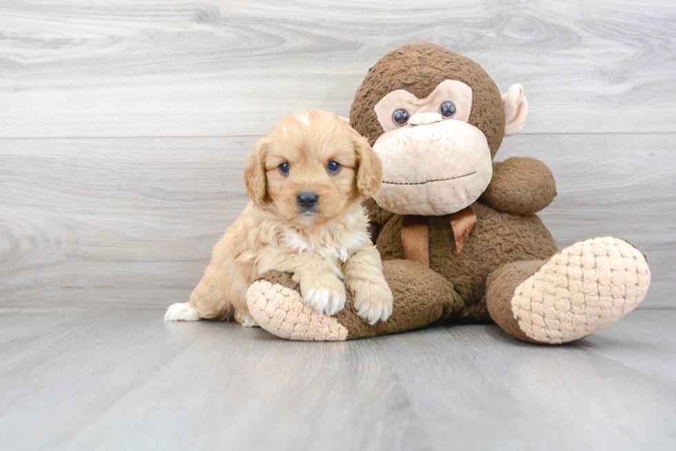 Happy Cavapoo Baby