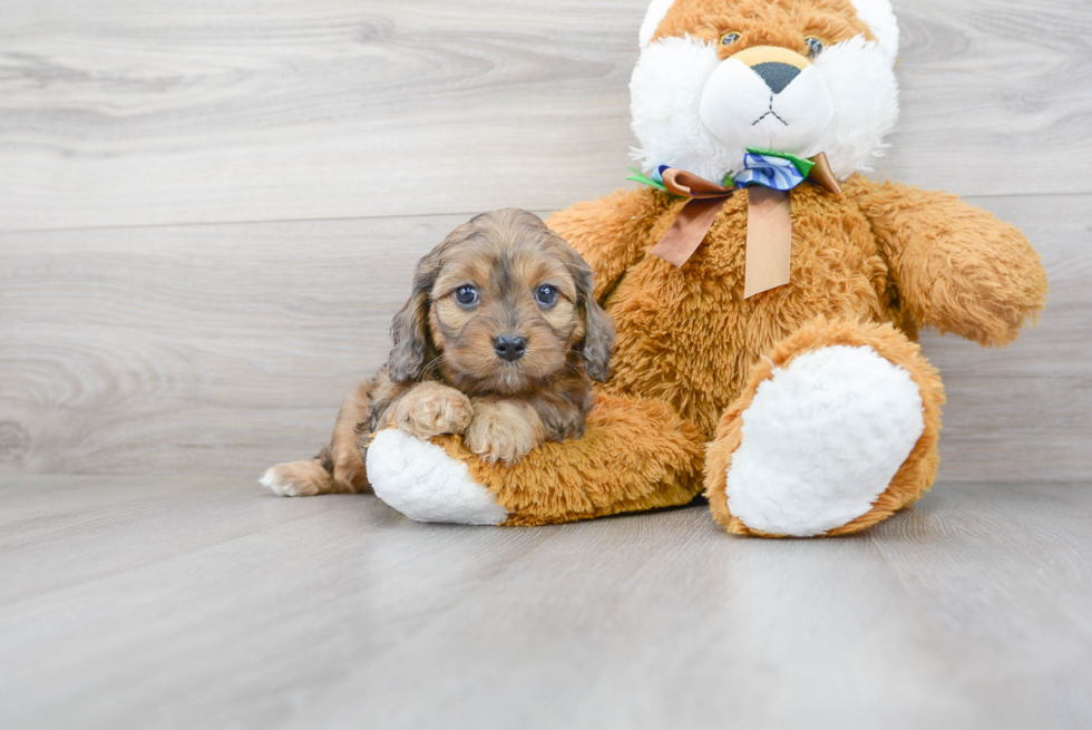 Fluffy Cavapoo Poodle Mix Pup