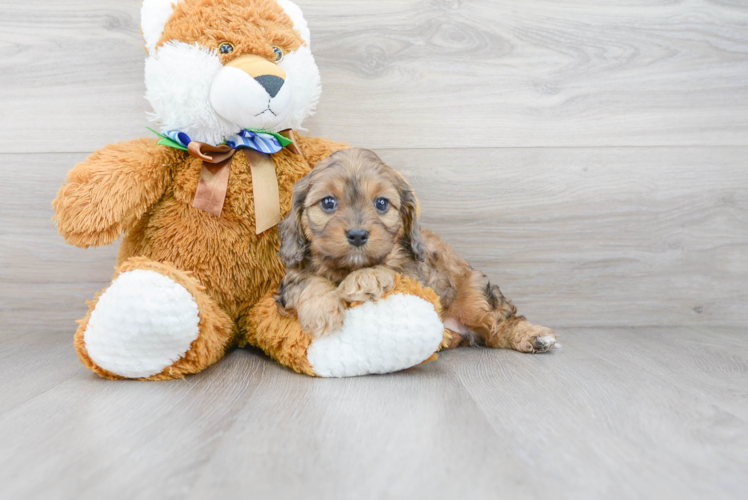 Energetic Cavoodle Poodle Mix Puppy