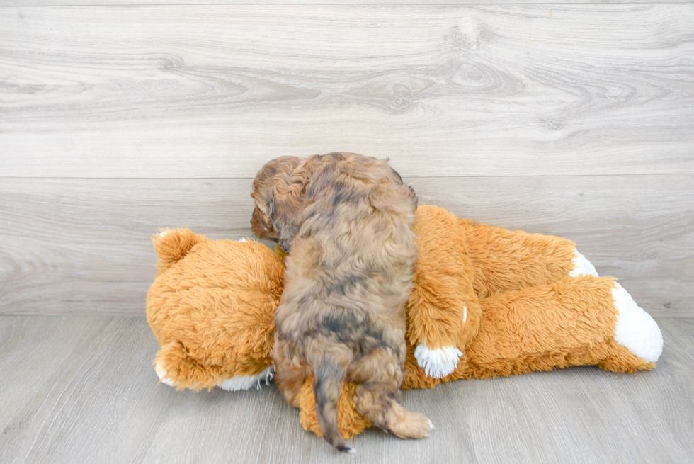 Cavapoo Pup Being Cute