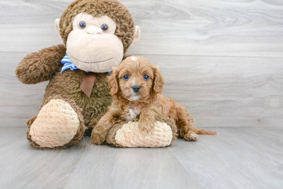 Energetic Cavoodle Poodle Mix Puppy