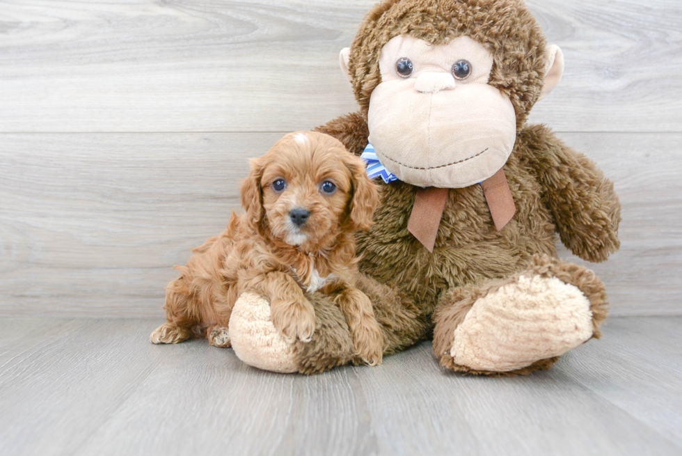 Happy Cavapoo Baby