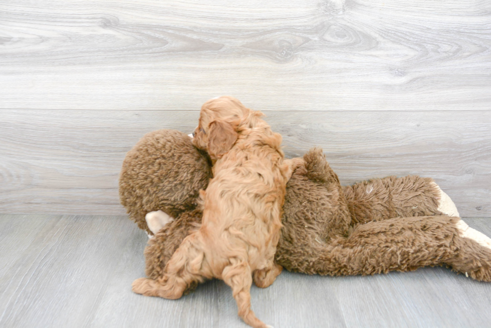 Smart Cavapoo Poodle Mix Pup