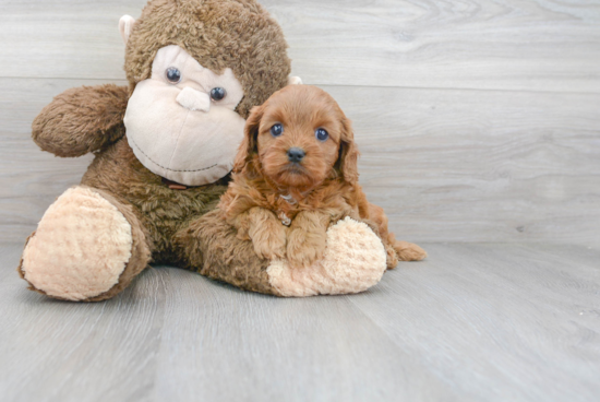 Cute Cavapoo Baby