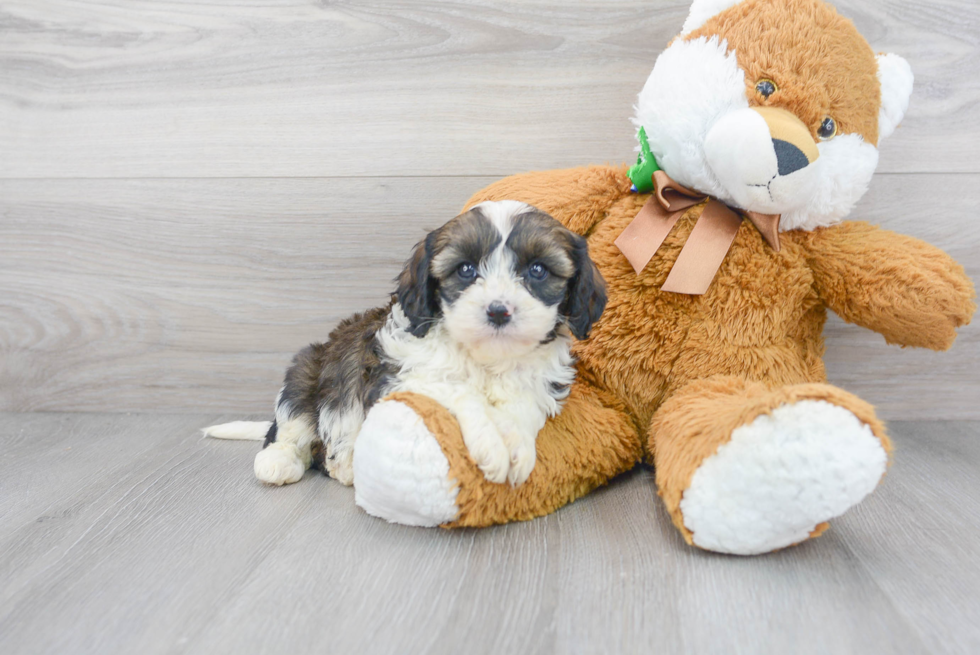 Cavapoo Pup Being Cute