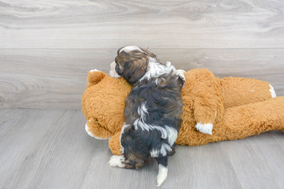 Playful Cavoodle Poodle Mix Puppy