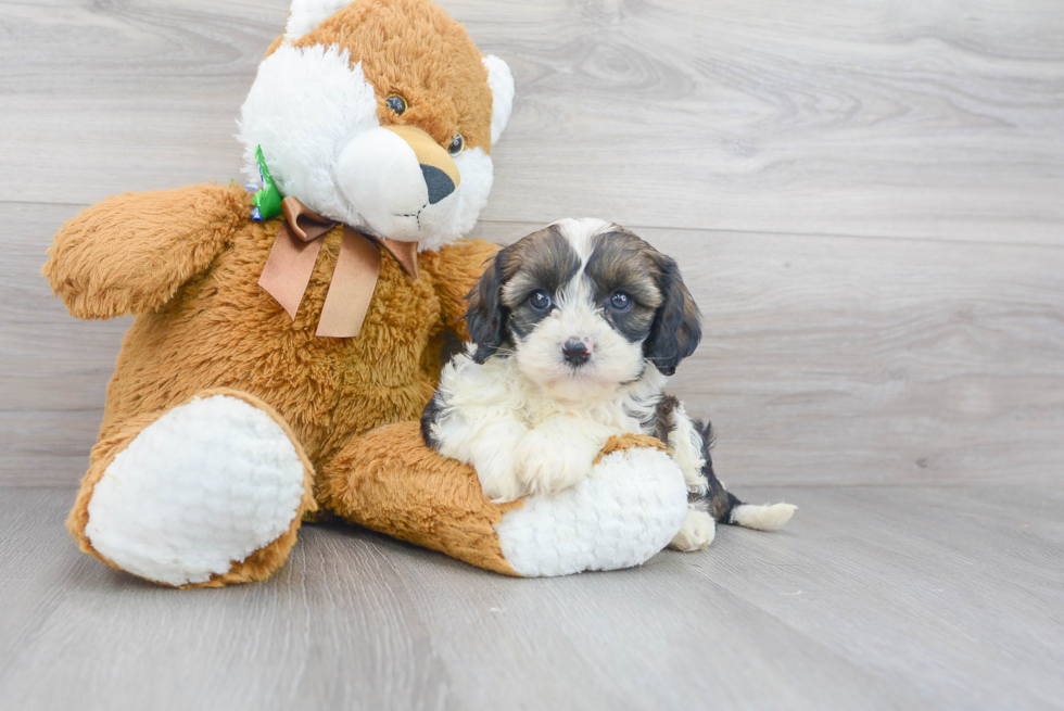 Cavapoo Pup Being Cute