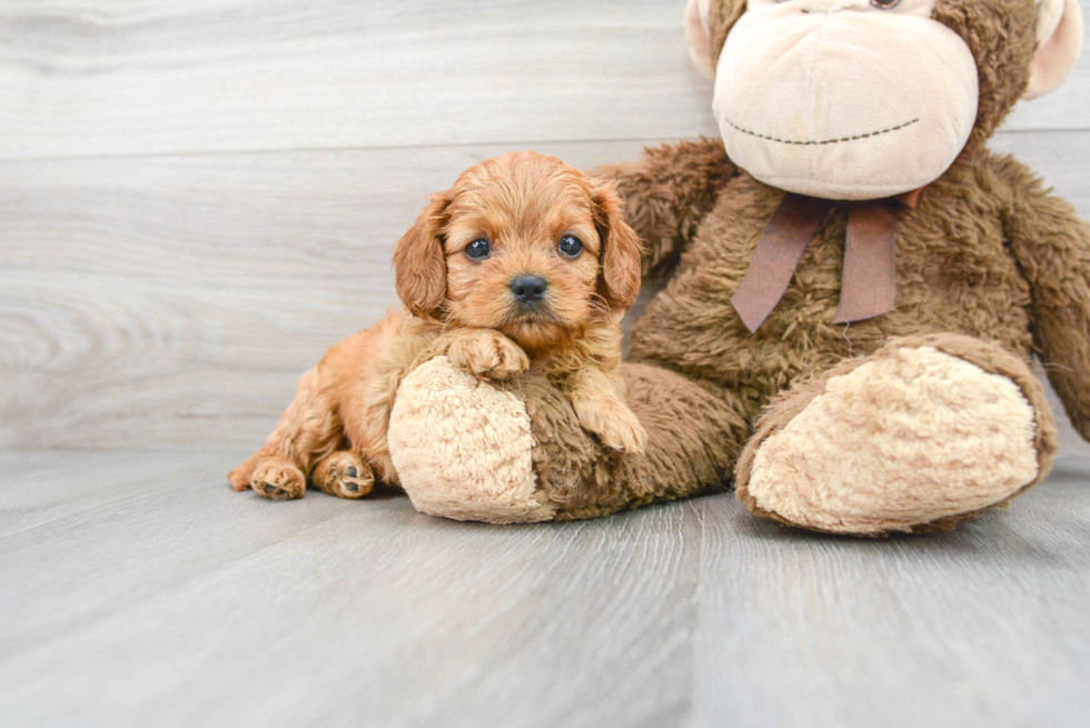 Funny Cavapoo Poodle Mix Pup