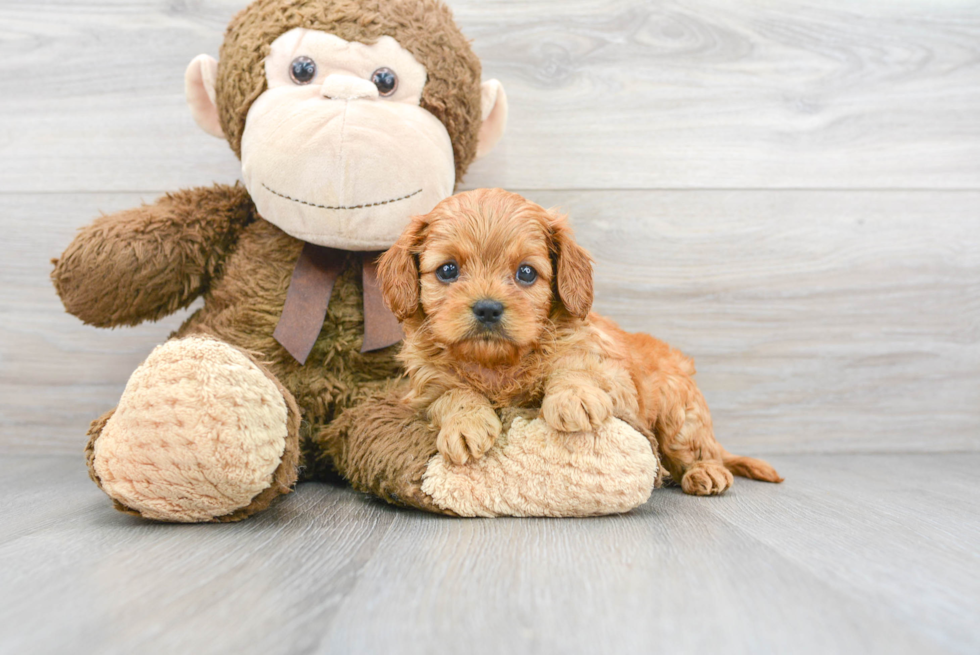 Best Cavapoo Baby