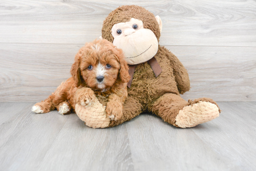 Popular Cavapoo Poodle Mix Pup