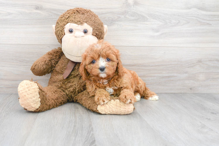 Cavapoo Pup Being Cute