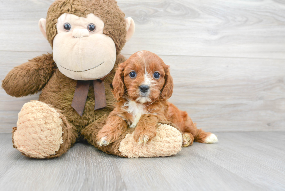 Cavapoo Puppy for Adoption