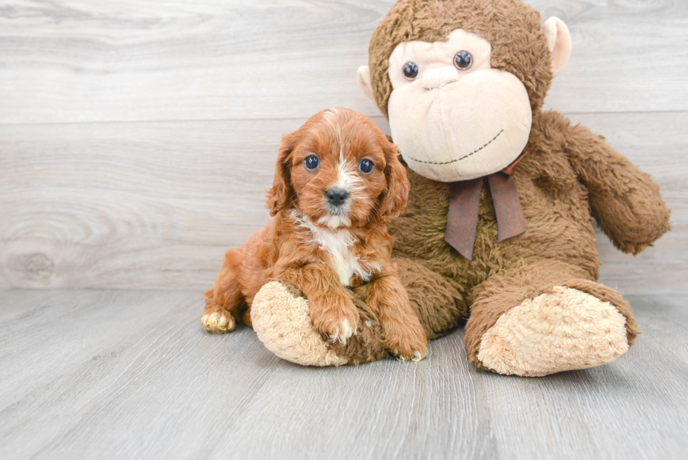 Cavapoo Puppy for Adoption