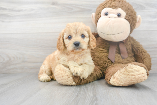 Best Cavapoo Baby