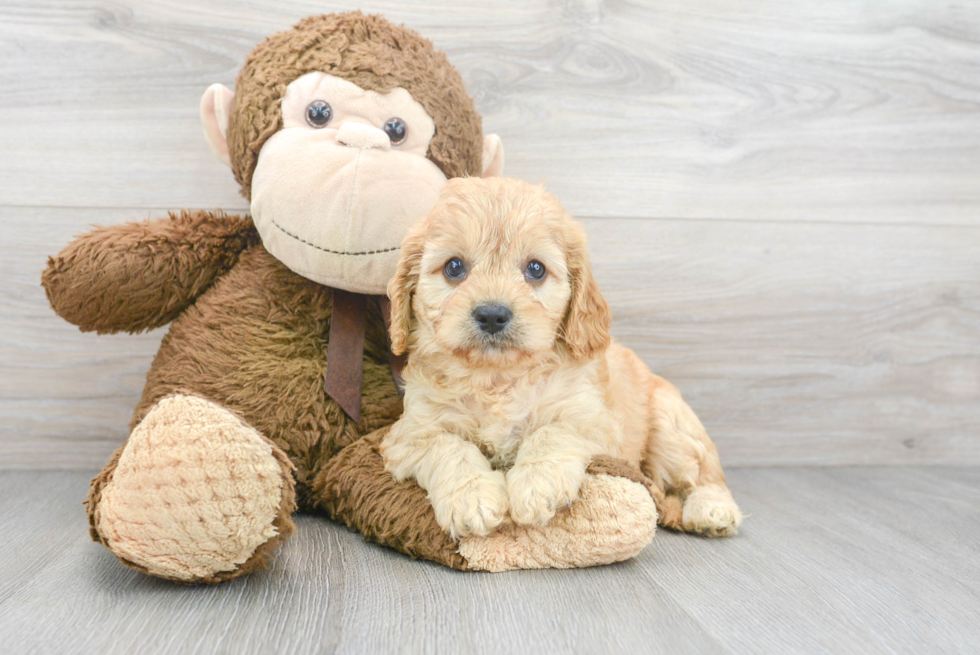 Little Cavoodle Poodle Mix Puppy