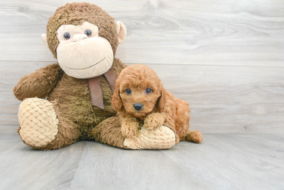 Funny Cavapoo Poodle Mix Pup