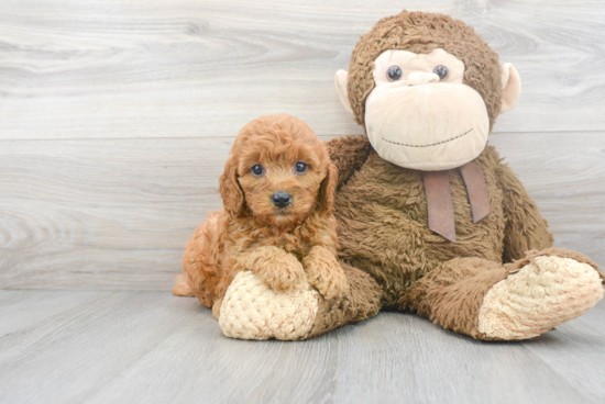 Playful Cavoodle Poodle Mix Puppy