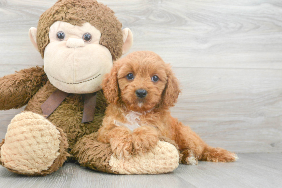 Best Cavapoo Baby