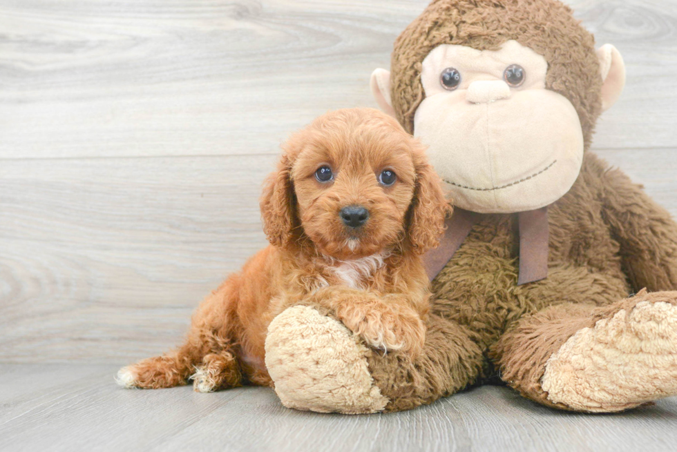 Cavapoo Pup Being Cute