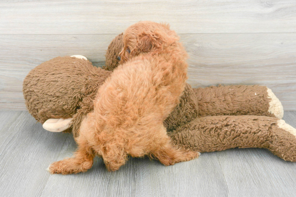 Friendly Cavapoo Baby