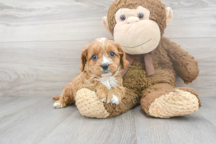 Little Cavoodle Poodle Mix Puppy