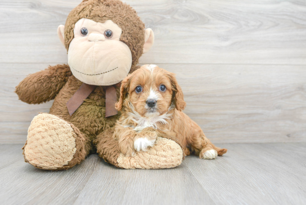 Cavapoo Puppy for Adoption