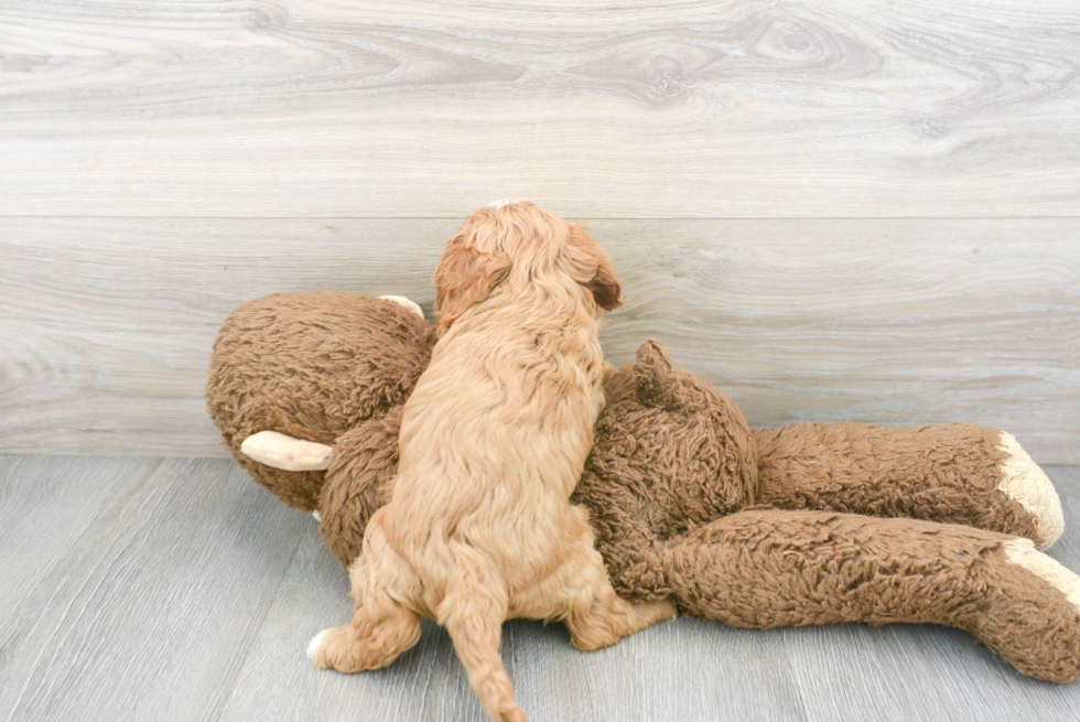 Cavapoo Puppy for Adoption