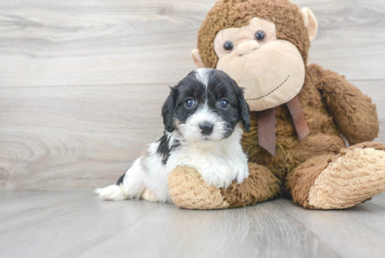 Playful Cavoodle Poodle Mix Puppy