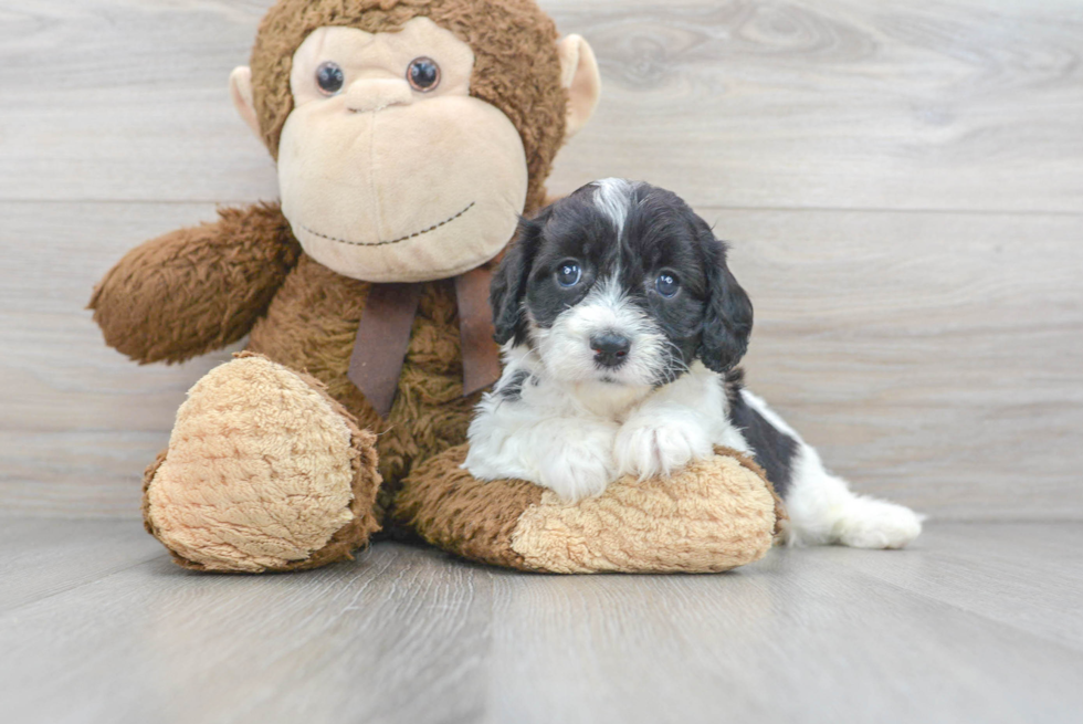 Best Cavapoo Baby