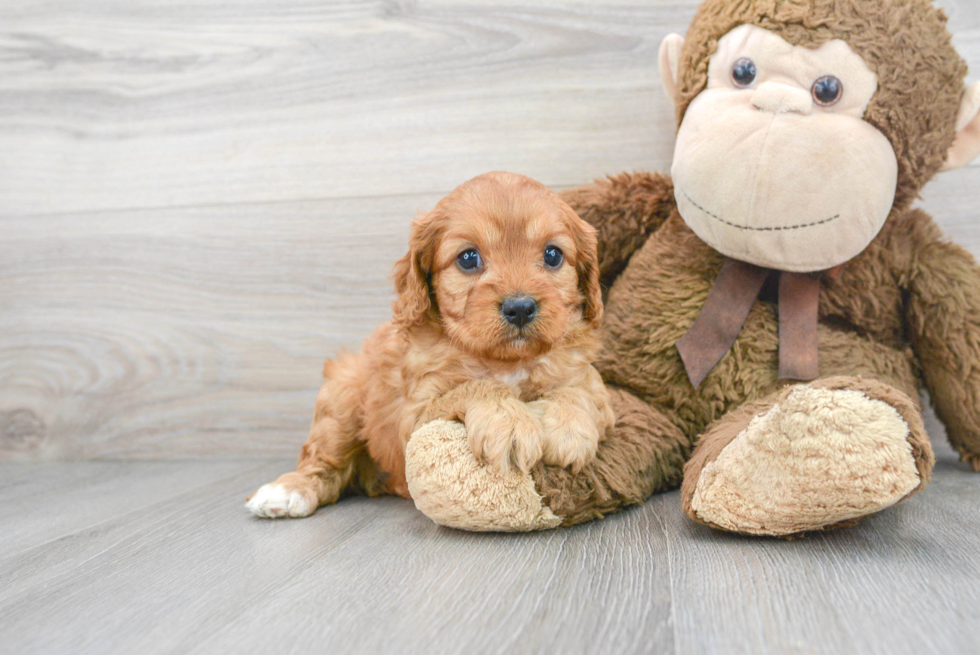 Cavapoo Pup Being Cute