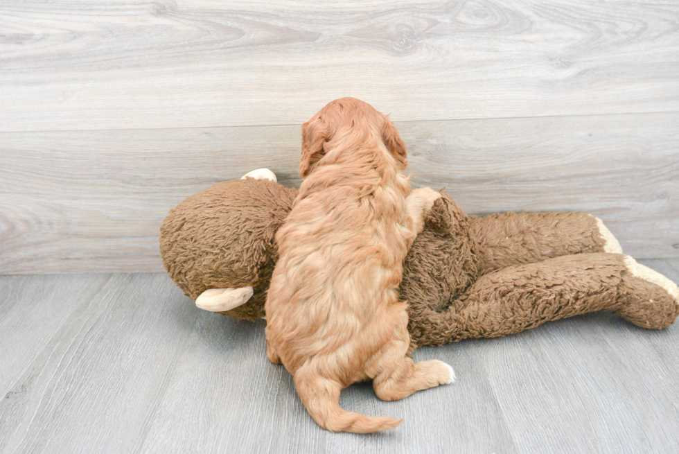 Happy Cavapoo Baby