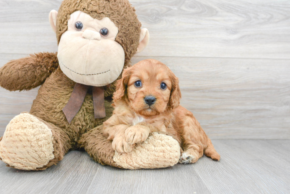 Best Cavapoo Baby