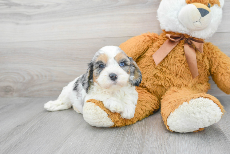 Cavapoo Pup Being Cute