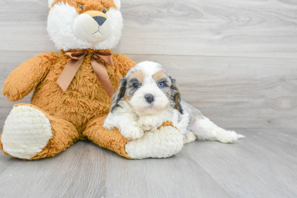 Best Cavapoo Baby