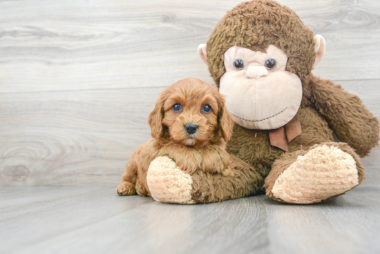 Small Cavapoo Baby