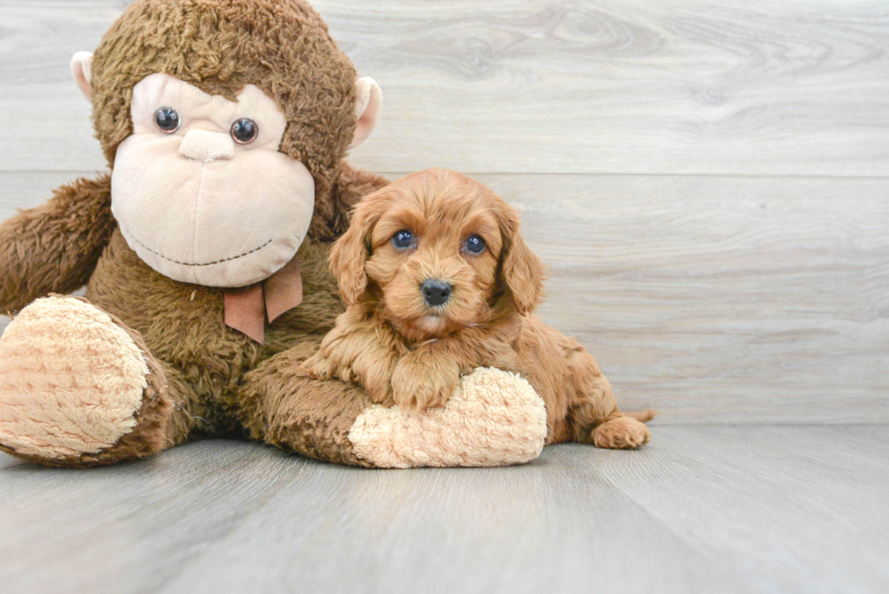 Best Cavapoo Baby