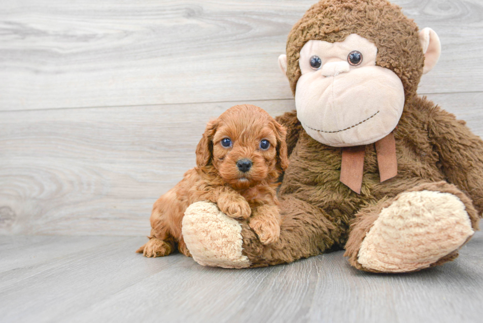 Cavapoo Pup Being Cute