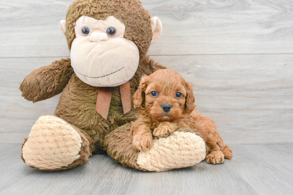 Cavapoo Pup Being Cute