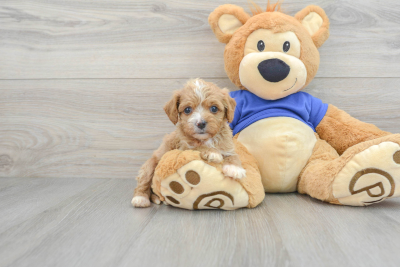 Meet Belize - our Cavapoo Puppy Photo 1/14 - Premier Pups