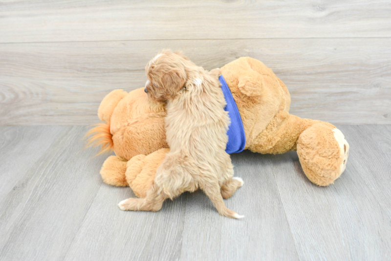 Meet Belize - our Cavapoo Puppy Photo 2/14 - Premier Pups